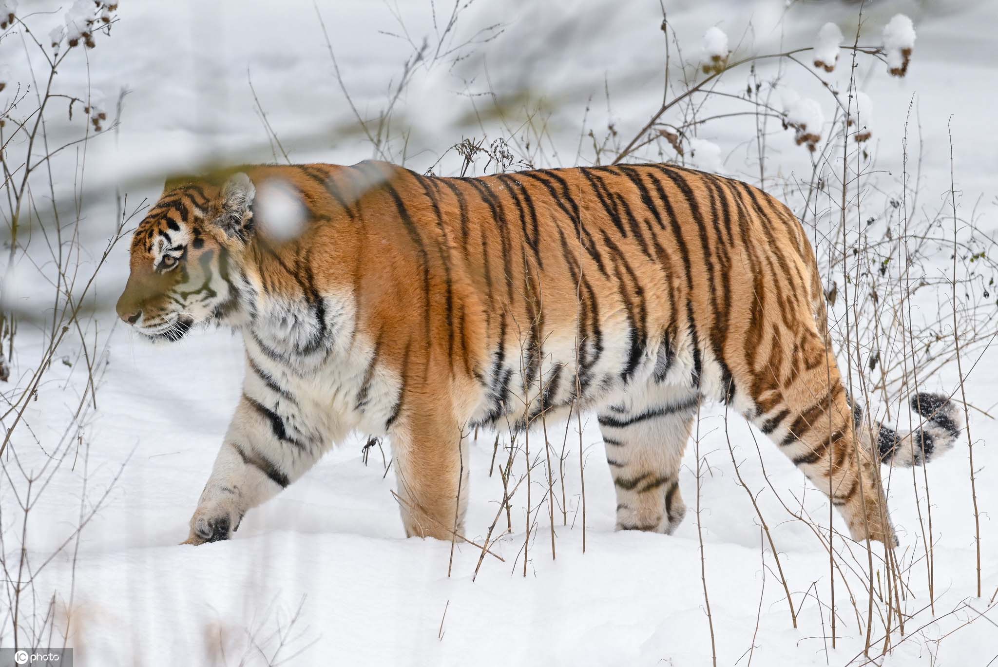 德國動物園西伯利亞虎雪中展露霸氣