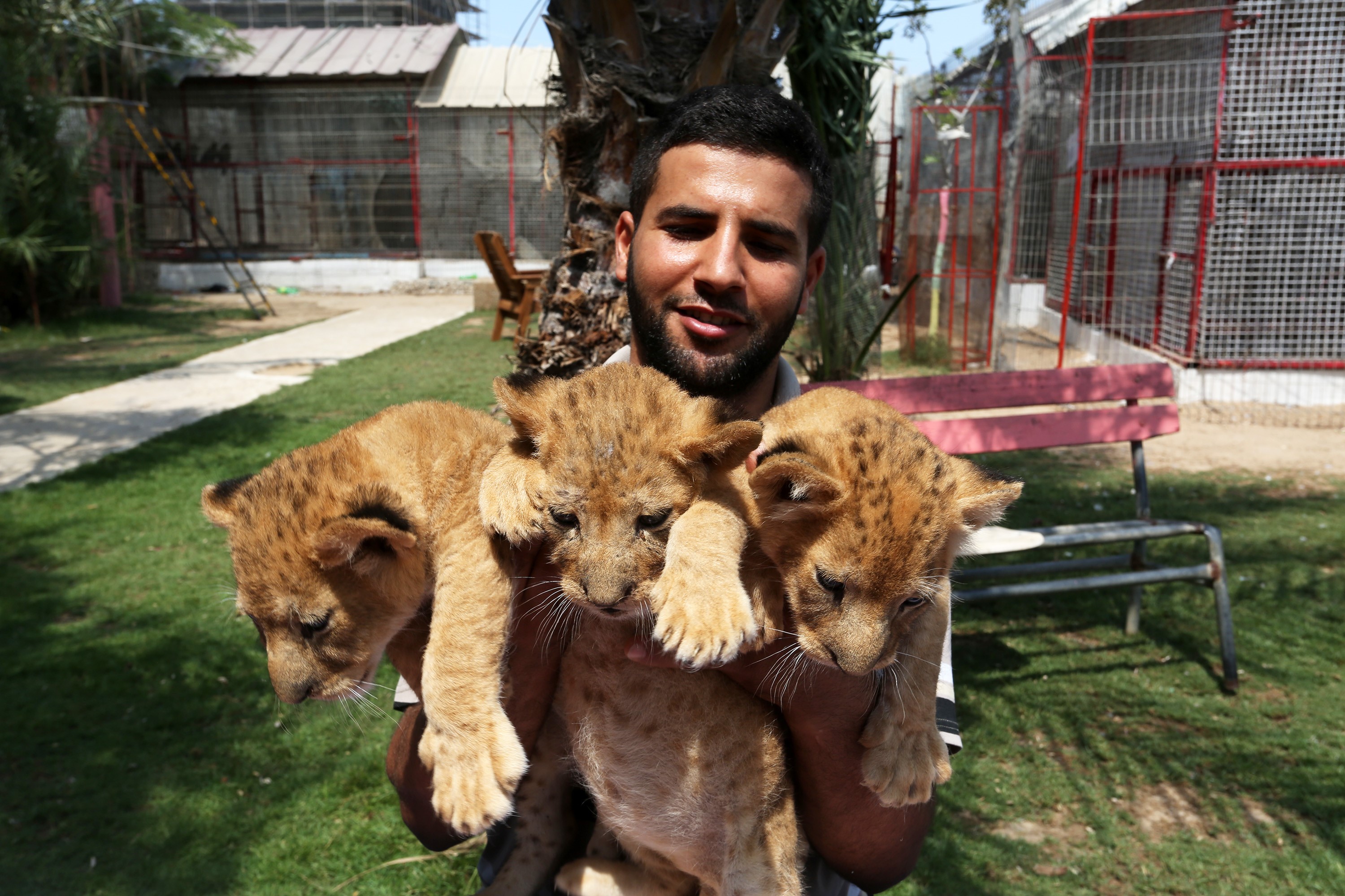 加沙一动物园母狮生下3只宝宝萌娃目不转睛撸狮子幼崽