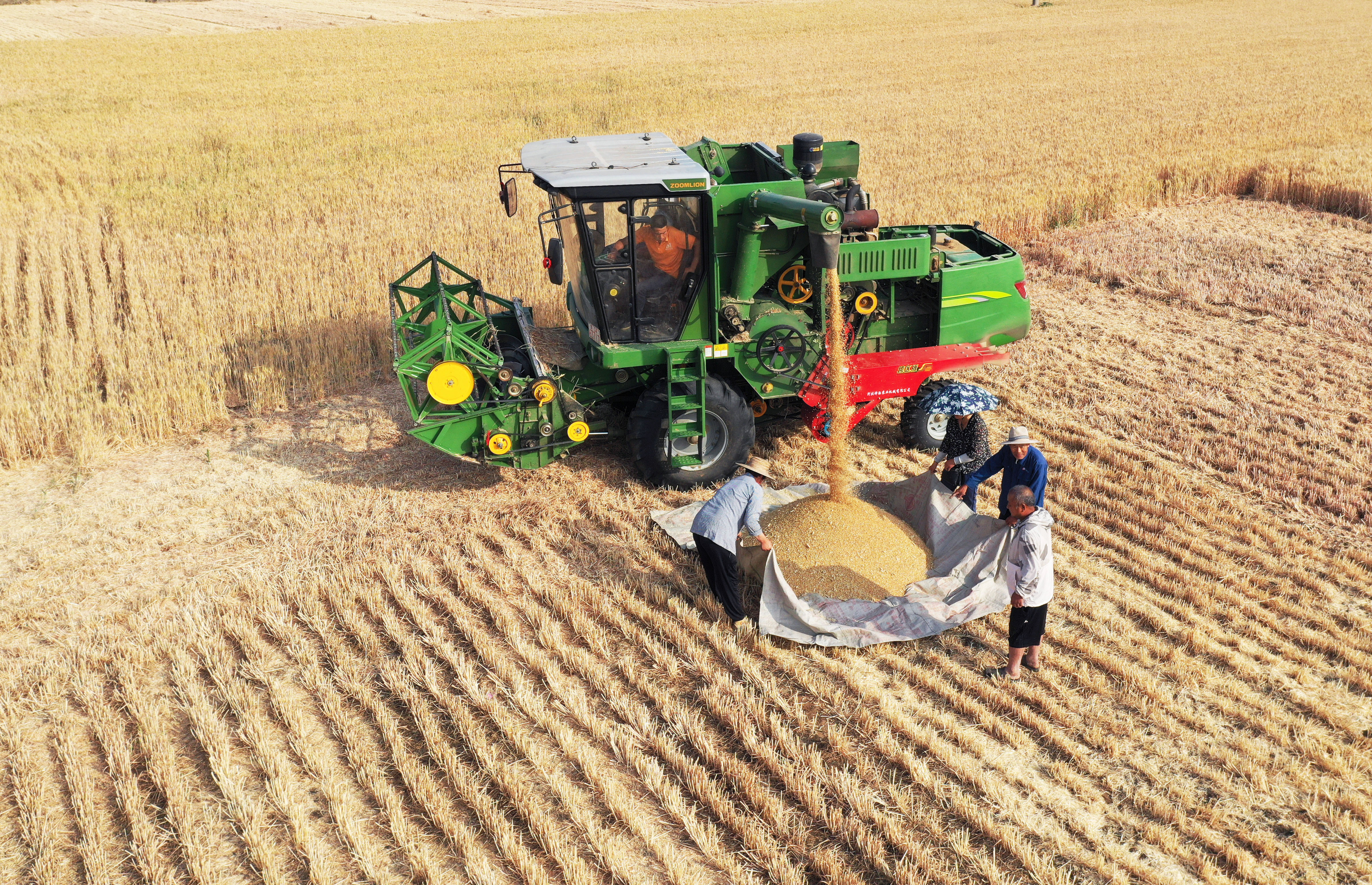 全国三夏大规模小麦机收全面展开山东枣庄小麦收获忙