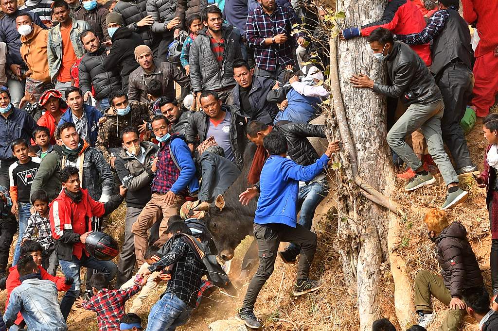尼泊尔斗牛活动变成牛追人场面一度混乱