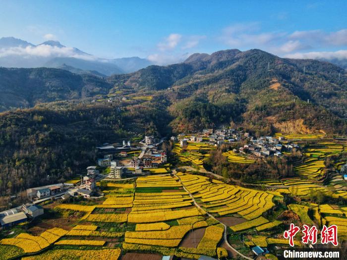 四川绵阳市平武县乡村田野间 金黄色油菜花已上线