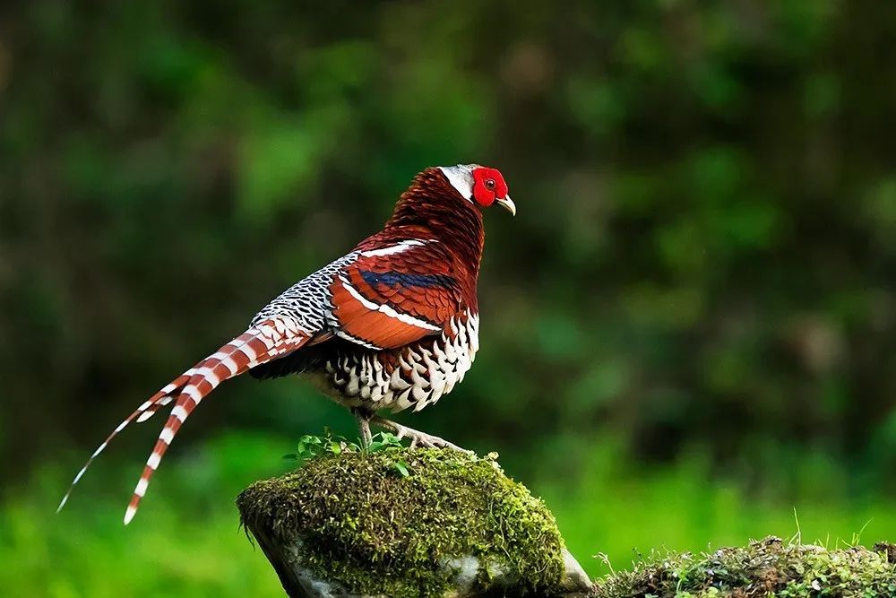 这只鸟,中国特产!还创下一个浙江省之最