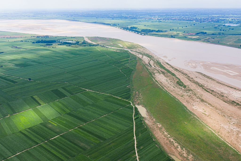 河南郑州:航拍黄河滩区玉米田 郁郁葱葱长势喜人