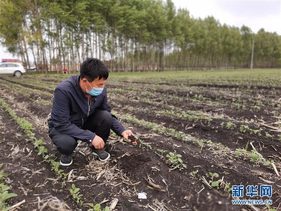 黑龍江省海倫市自新農(nóng)機農(nóng)民專業(yè)合作社理事長付正武抓起一把黑土（6月9日攝）。新華社記者 王建 攝