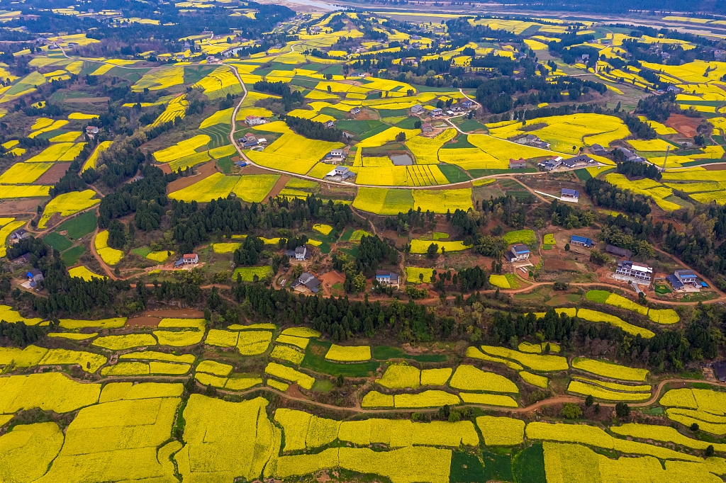 四川绵阳:航拍鸭鹤岩油菜花田 如金色地毯