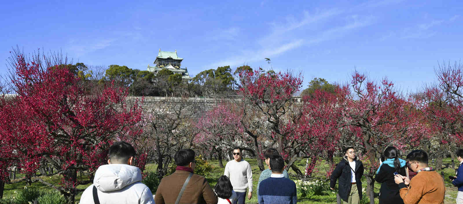 日本大阪城公園梅花盛放 吸引遊人駐足觀賞