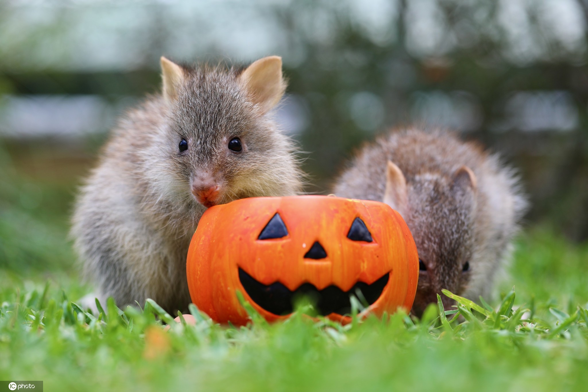 澳大利亚小动物享受万圣节大餐袋獾考拉吃南瓜津津有味