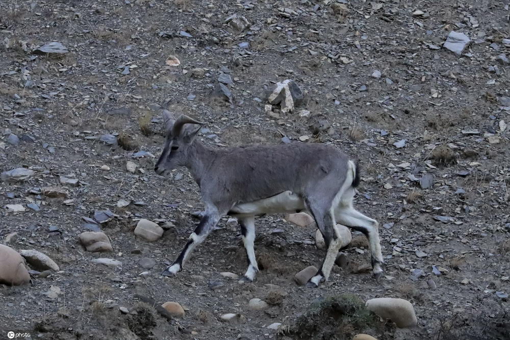 西藏吉隆沟偶遇国家二级保护动物岩羊02体色与岩壁融为一体