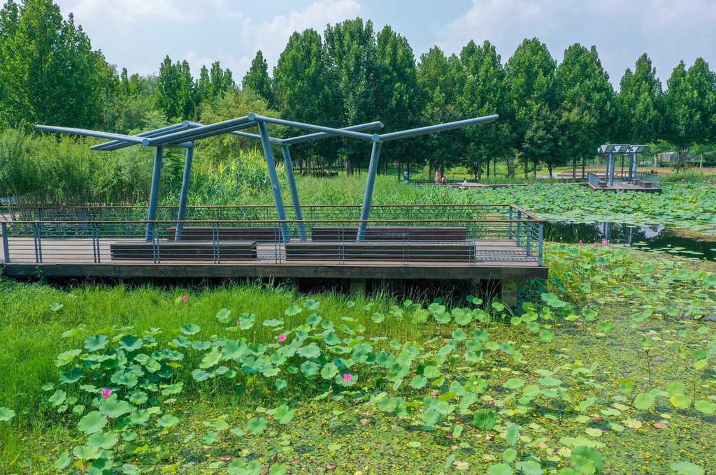 郑州北龙湖荷塘宛若江南水乡 荷叶连天如"绿色海洋"