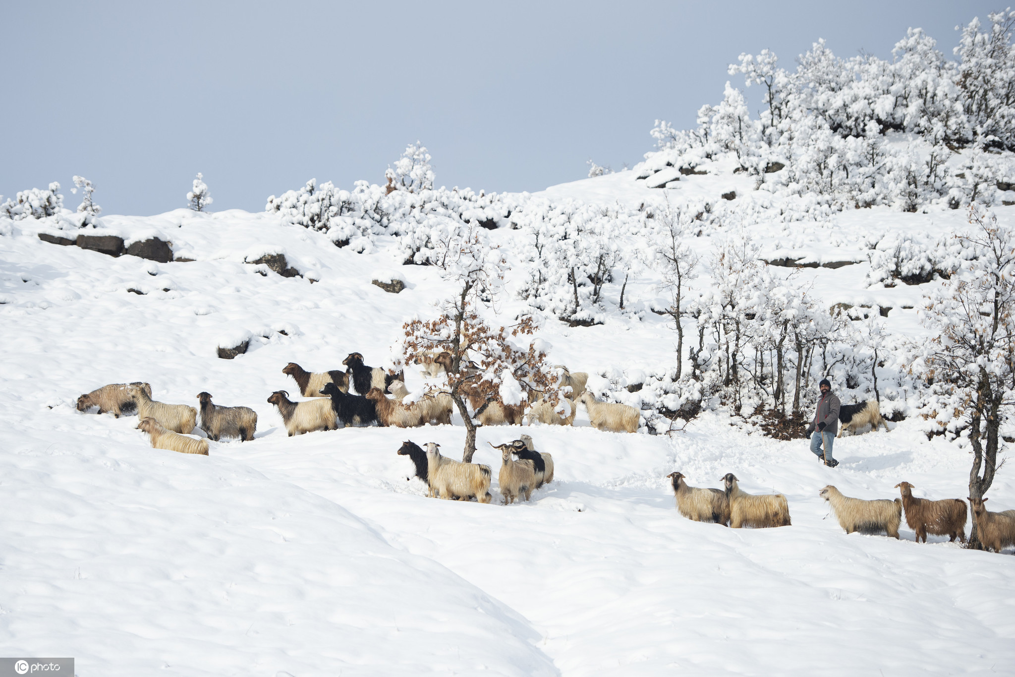 土耳其牧民雪中放牧成风景线 皑皑白雪宛如童话世界