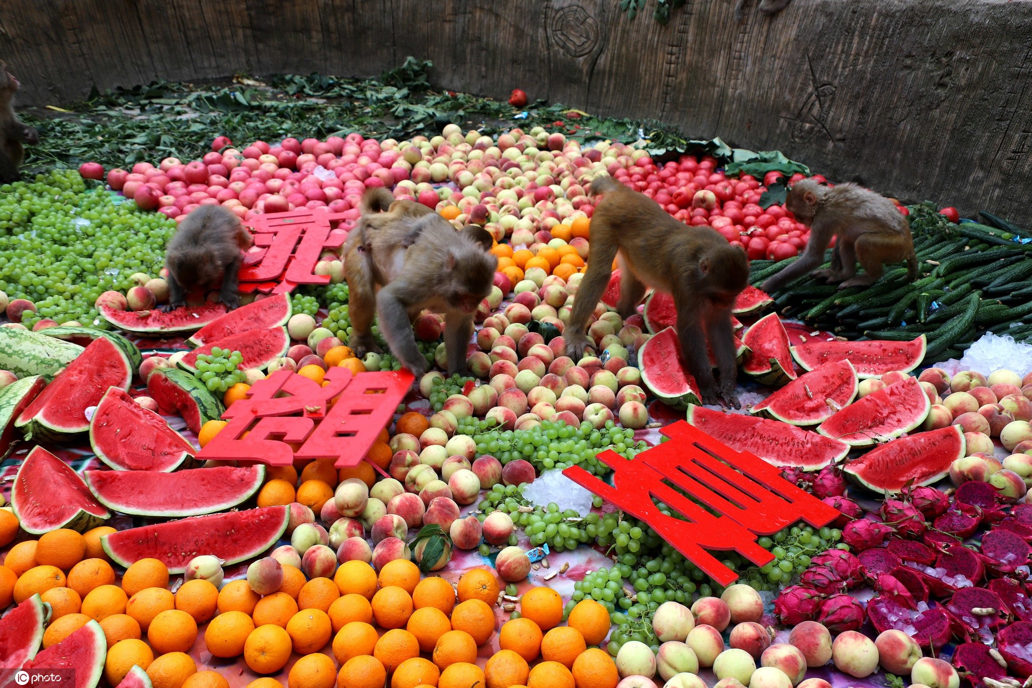 河南济源:野生猕猴吃上"冰镇蟠桃盛宴"