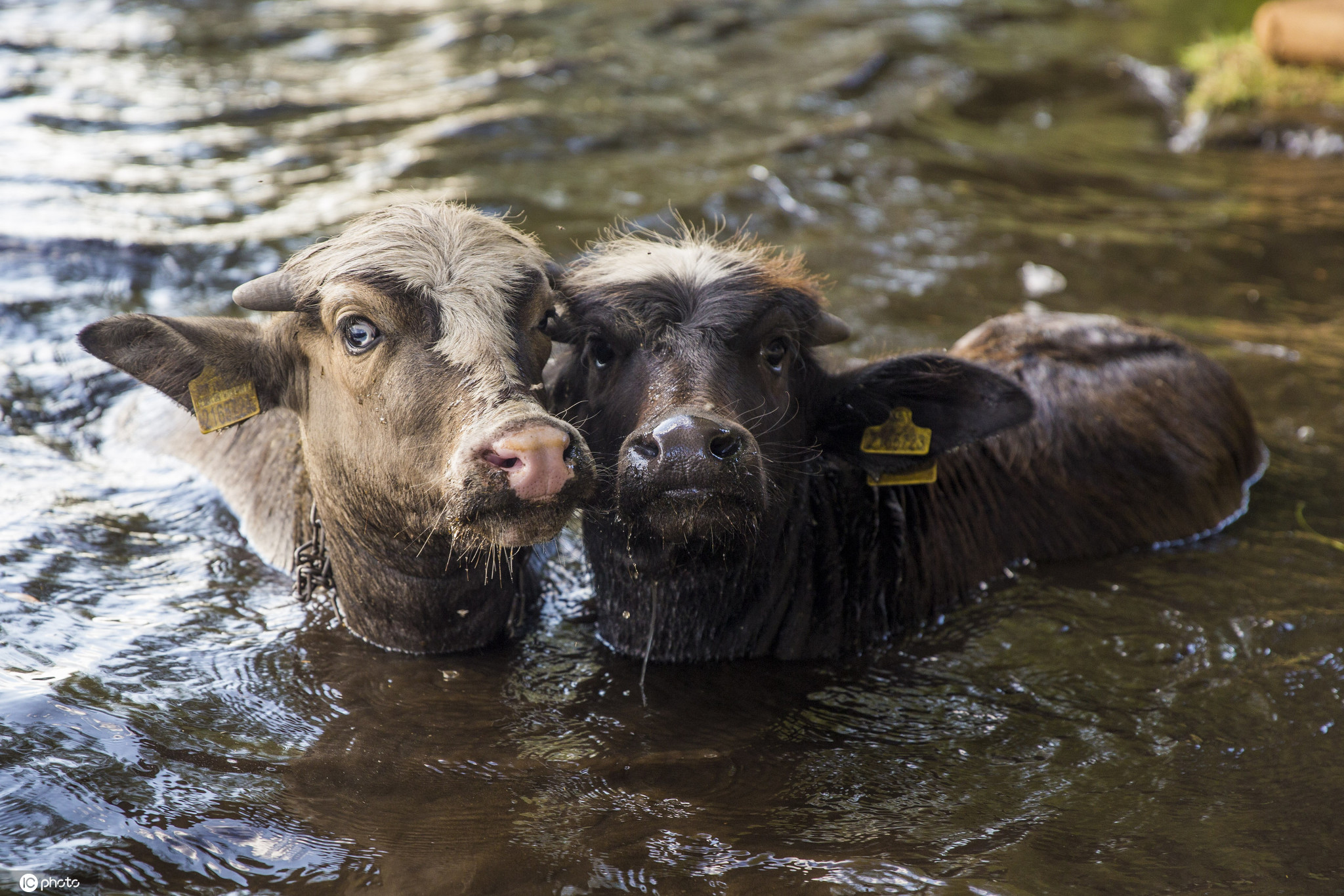 土耳其盛夏高温水牛扎堆泡澡降温画面壮观