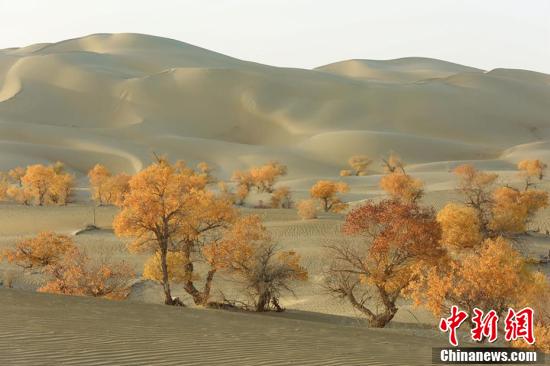 天然胡杨纷纷被染成金黄色,点缀在茫茫大漠中.
