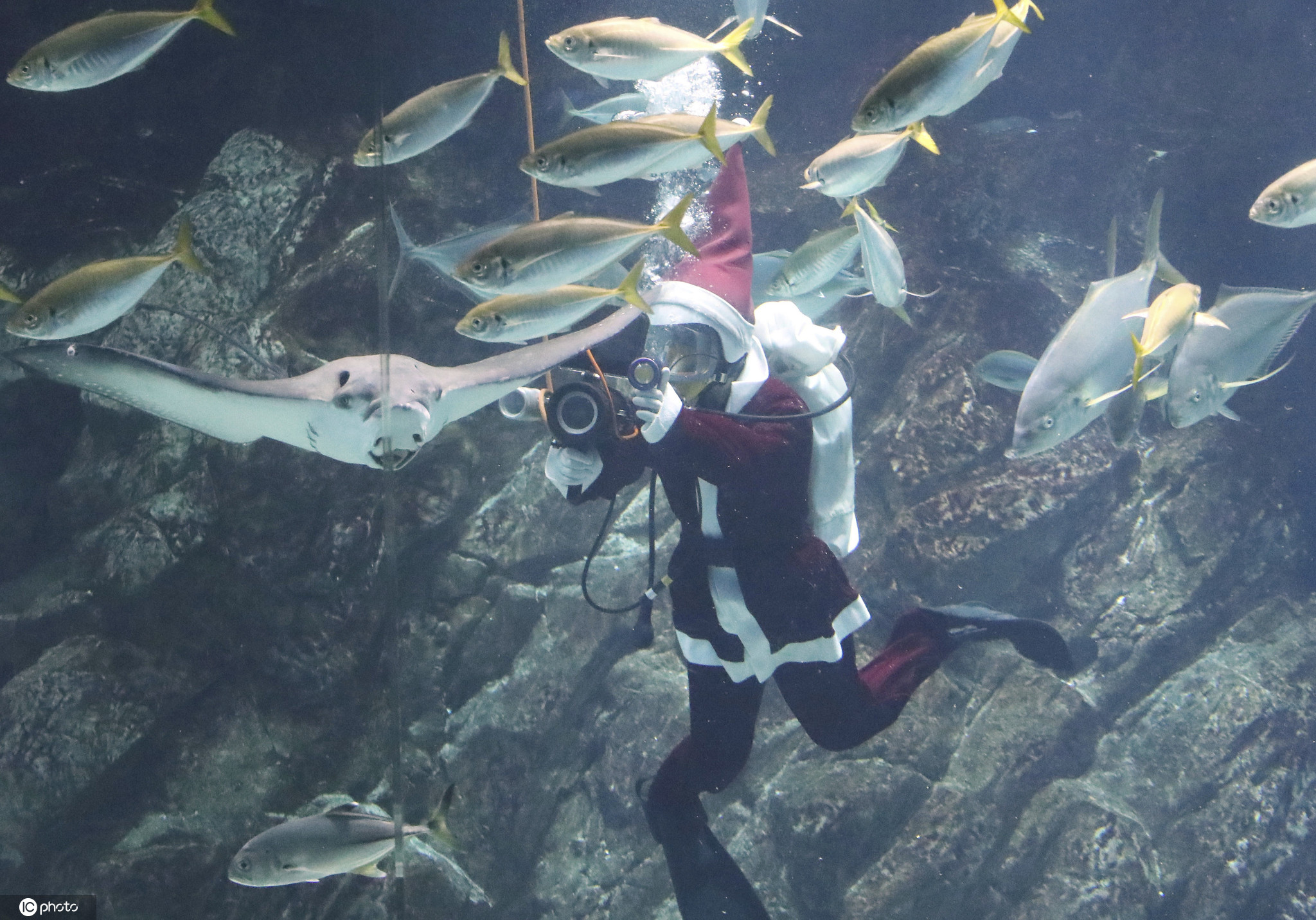 日本水族馆潜水员扮圣诞老人 与鱼儿共舞