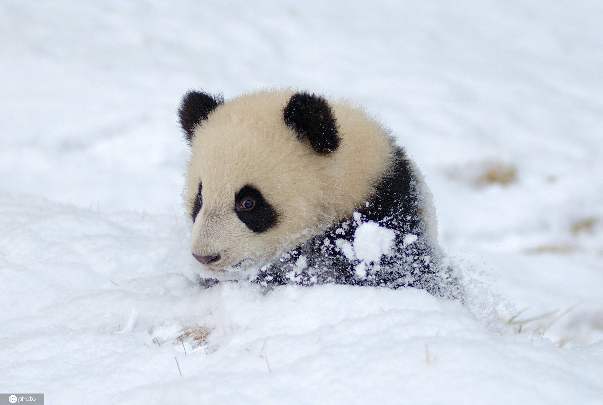 大雪节气至 晒晒敲可爱的熊猫雪地撒欢照