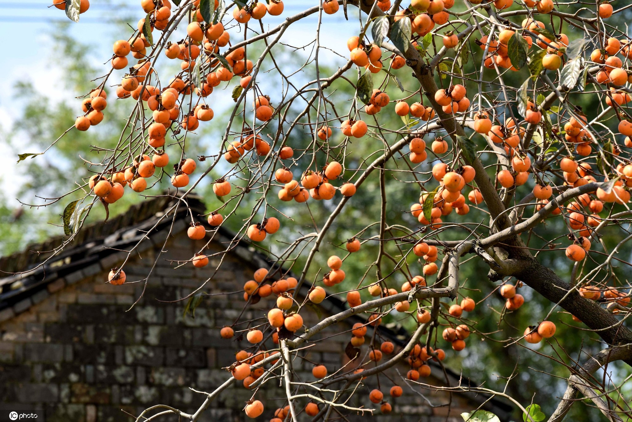 水果秋天柿子红色的创意摄影图配图高清摄影大图-千库网