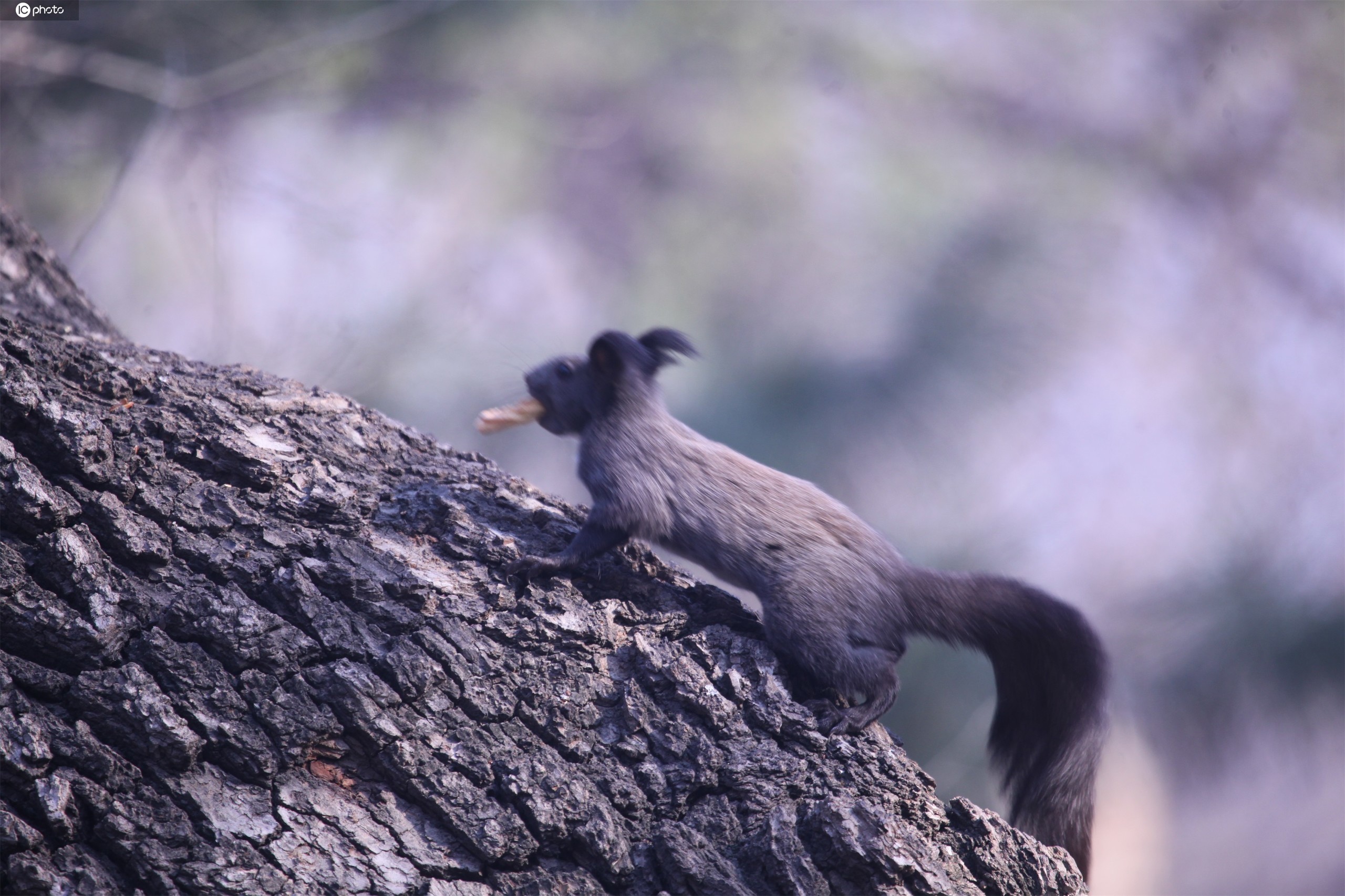 沈阳:北陵公园里小松鼠异常活跃 萌态百出