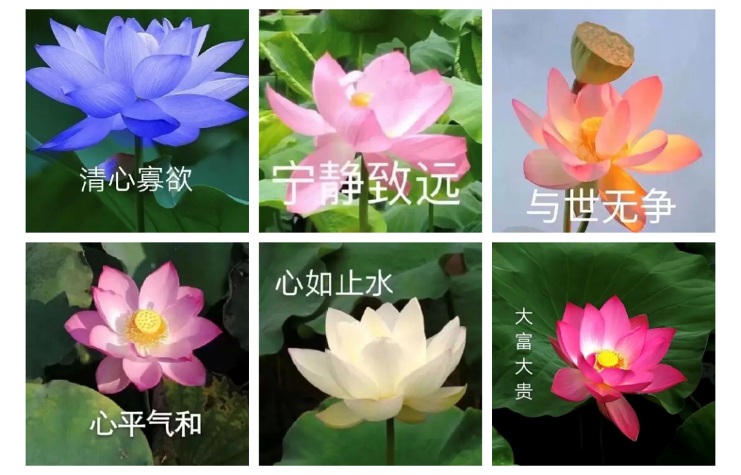 给糖就不闹,坐在豪车里的美人…可可爱爱中老年微信名大赏,是我妈没错