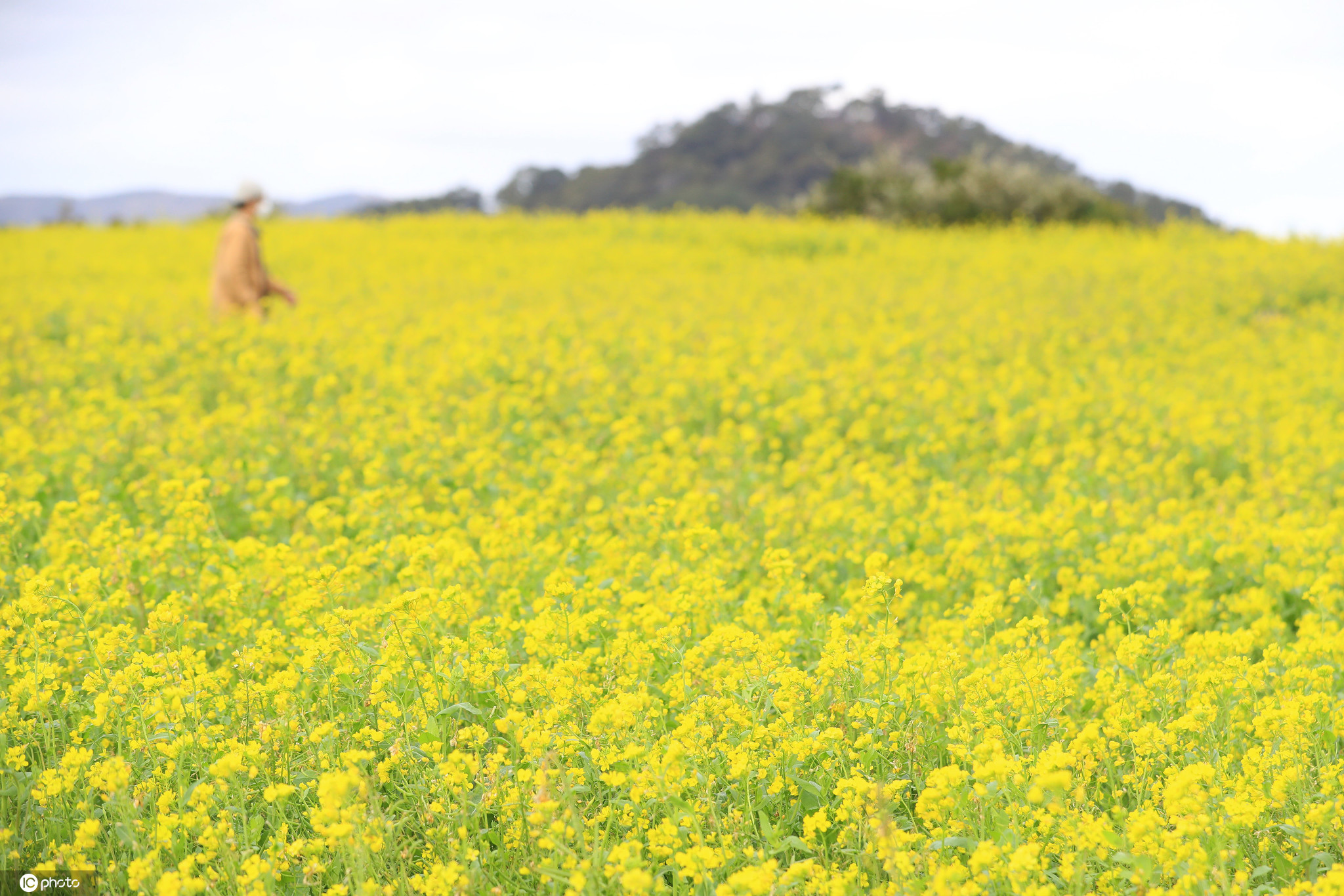 韩国济州岛第一波春色上线 油菜花盛开金灿灿