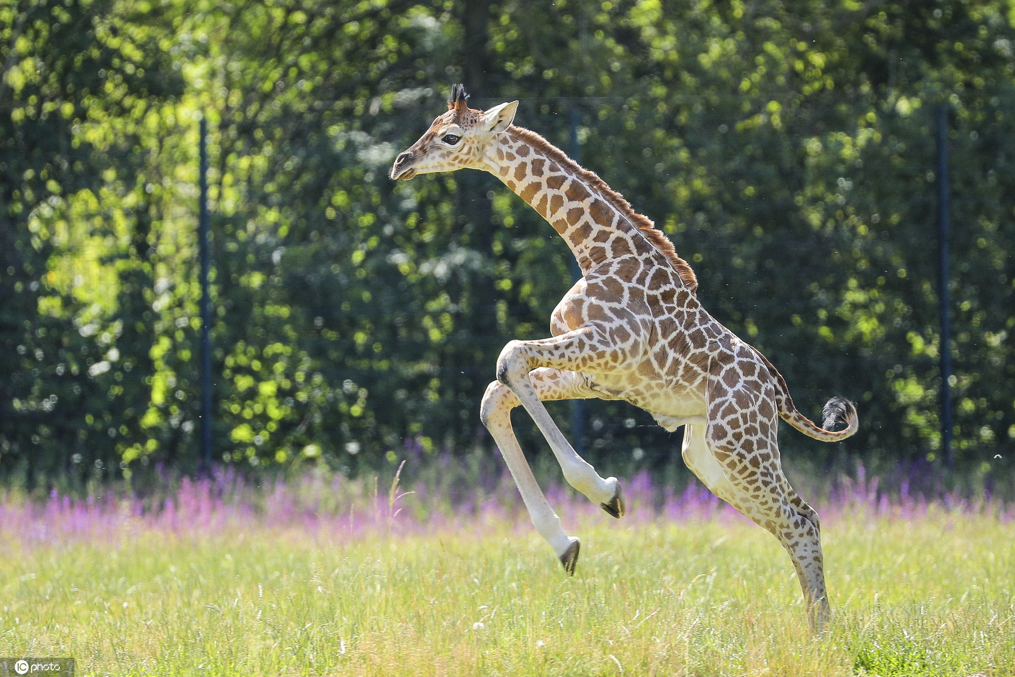 柏林动物园诞生濒危罗氏小长颈鹿 嬉戏玩耍好奇探索世界