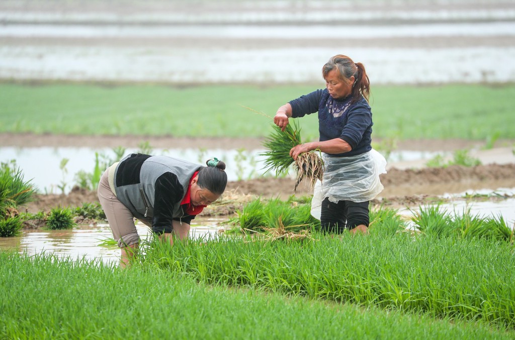 谷雨将至 四川广安农民栽插秧苗忙