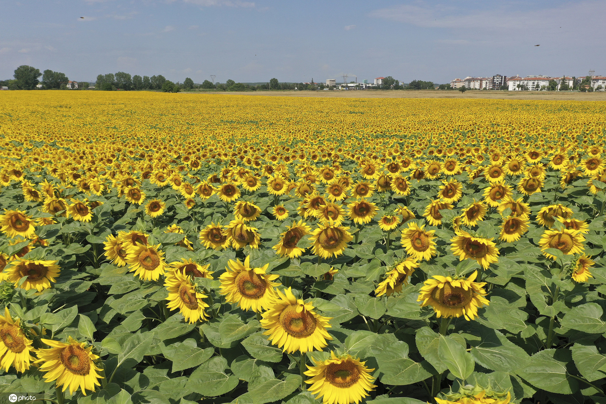 土耳其向日葵花海夏日绽放 金灿灿一片美不胜收
