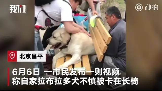 推荐狗子太胖被卡在公园长椅上，众人花10多分钟才救出，主人：很“丢狗”
