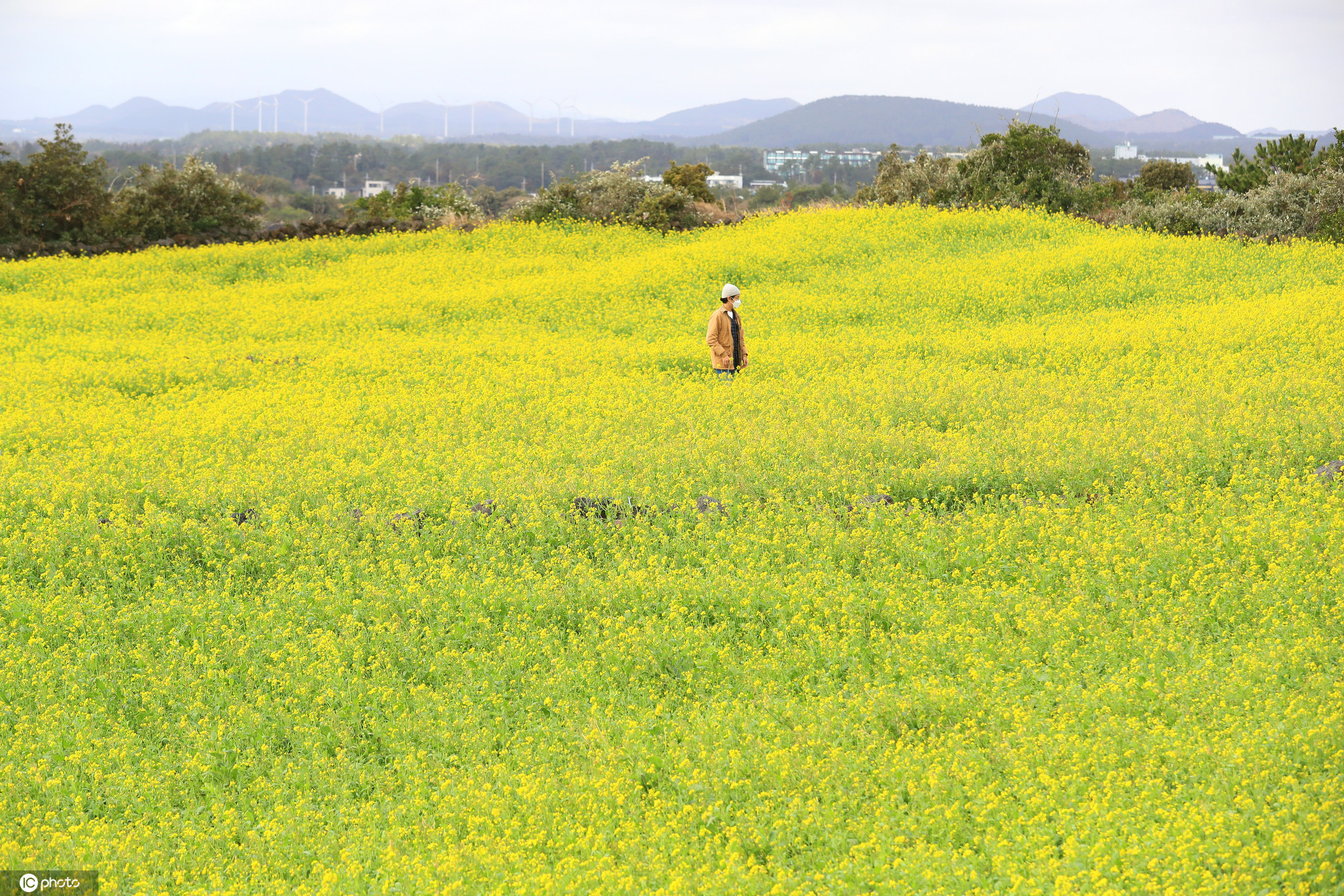 韩国济州岛第一波春色上线 油菜花盛开金灿灿