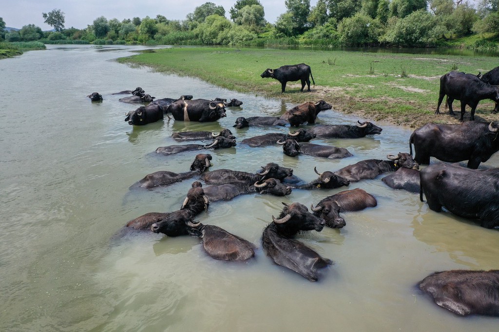 土耳其水牛泡澡戏水,场面十分壮观