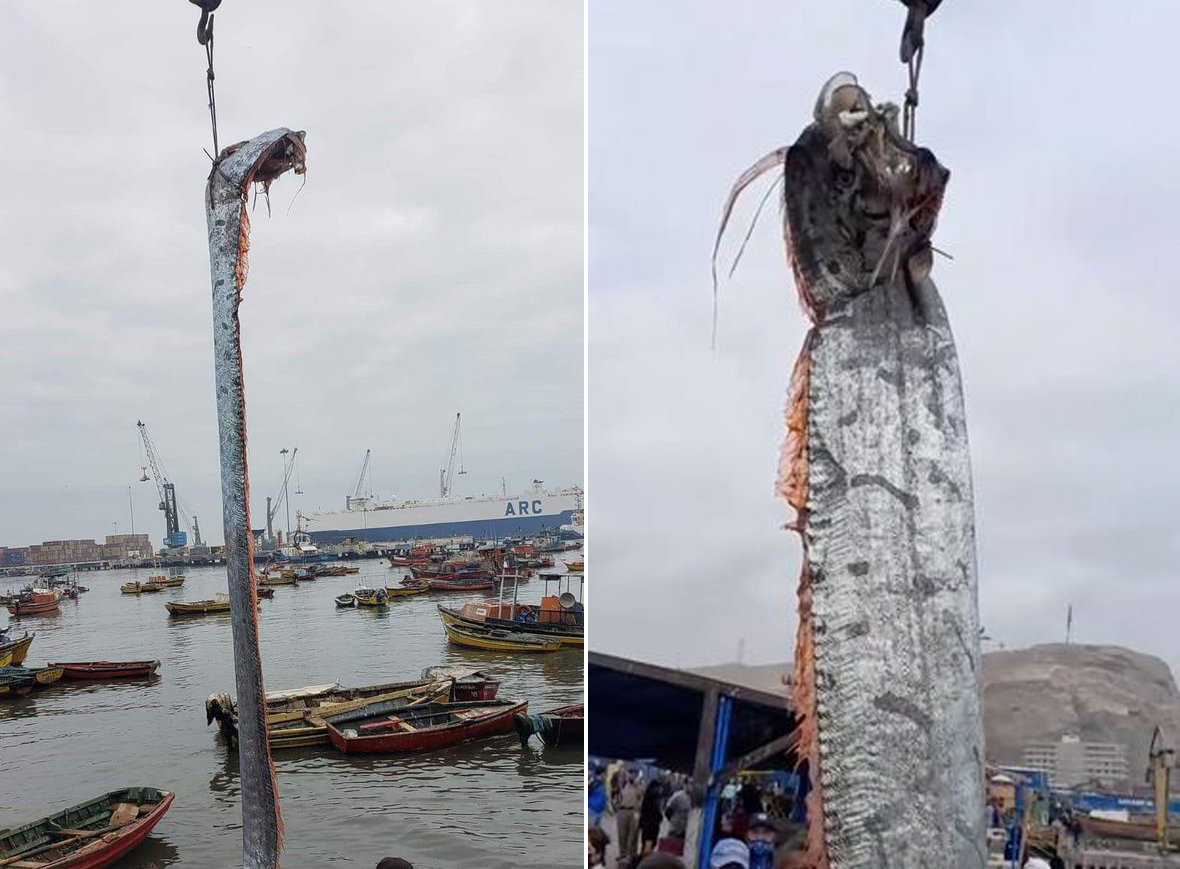 9米长皇带鱼,体型巨大被起重机吊上岸