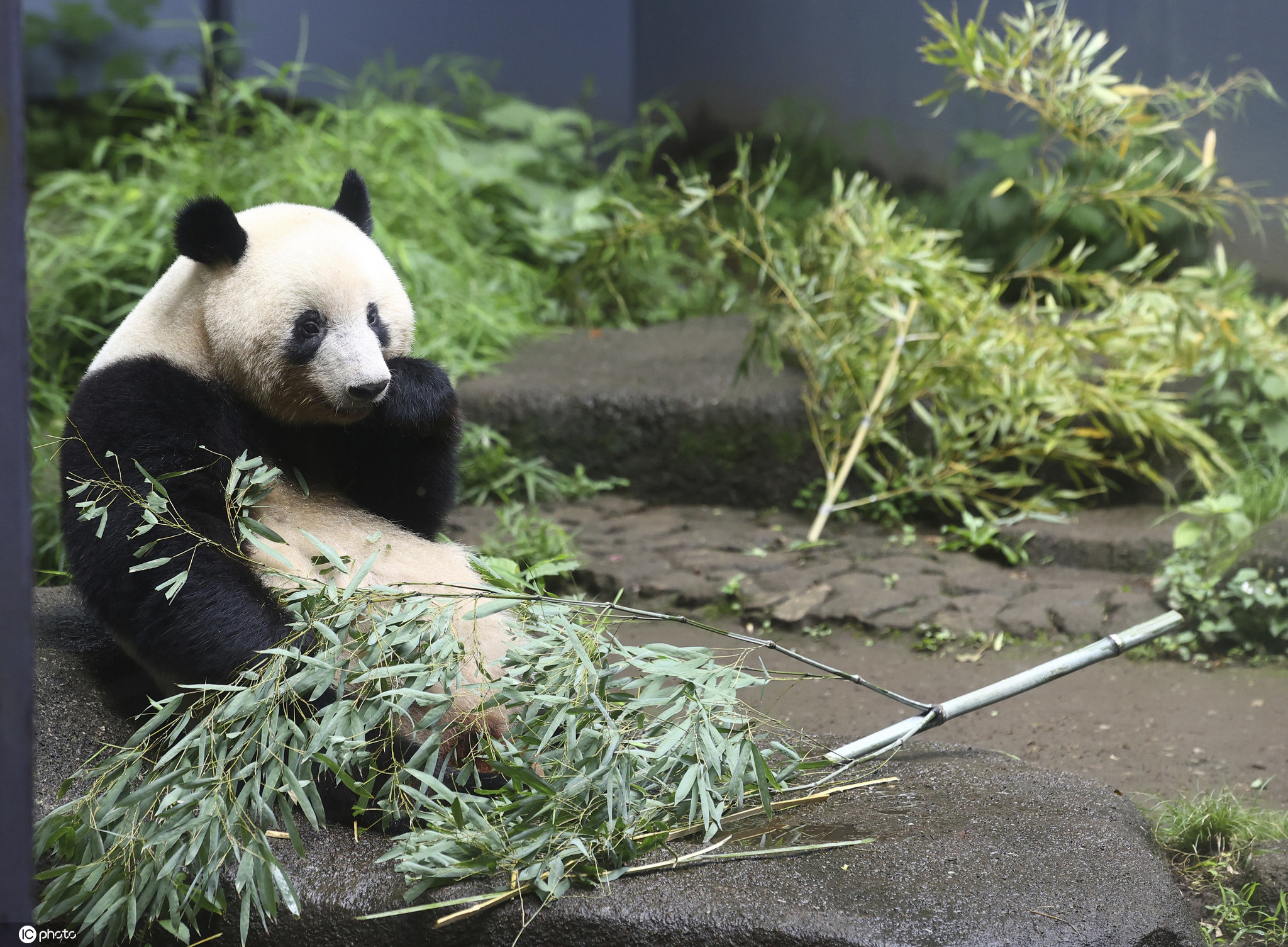 日本上野動物園開放 大熊貓