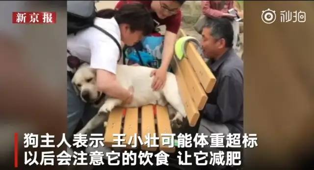 推荐狗子太胖被卡在公园长椅上，众人花10多分钟才救出，主人：很“丢狗”