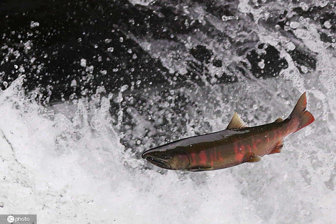 日本鲑鱼洄游高峰期逆流冲上3米高瀑布