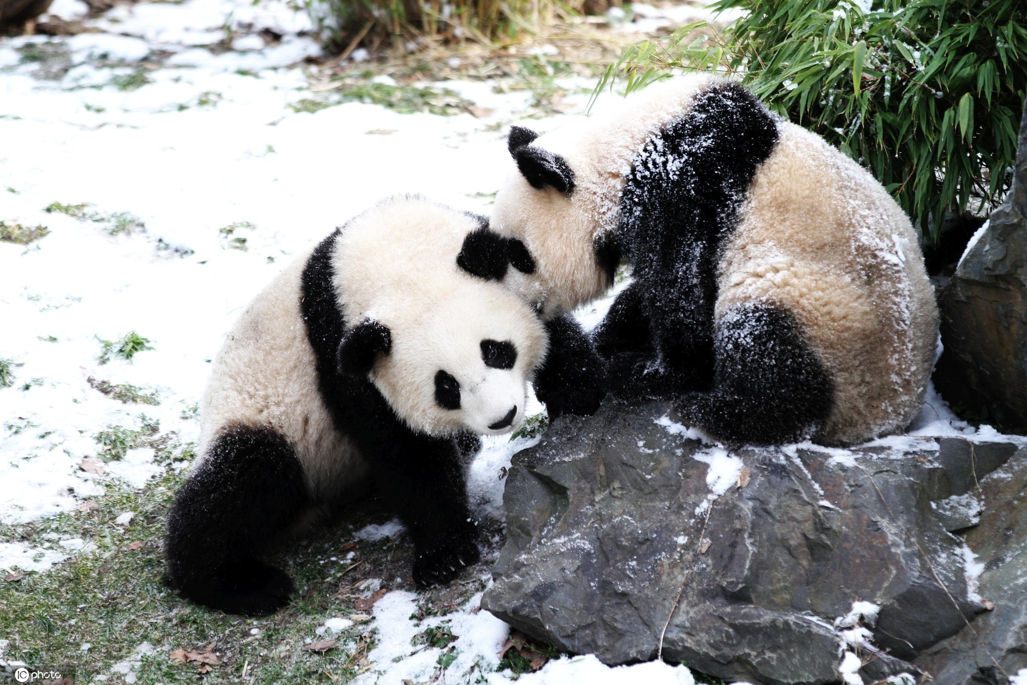 太萌了柏林动物园双胞胎大熊猫雪地嬉戏玩耍