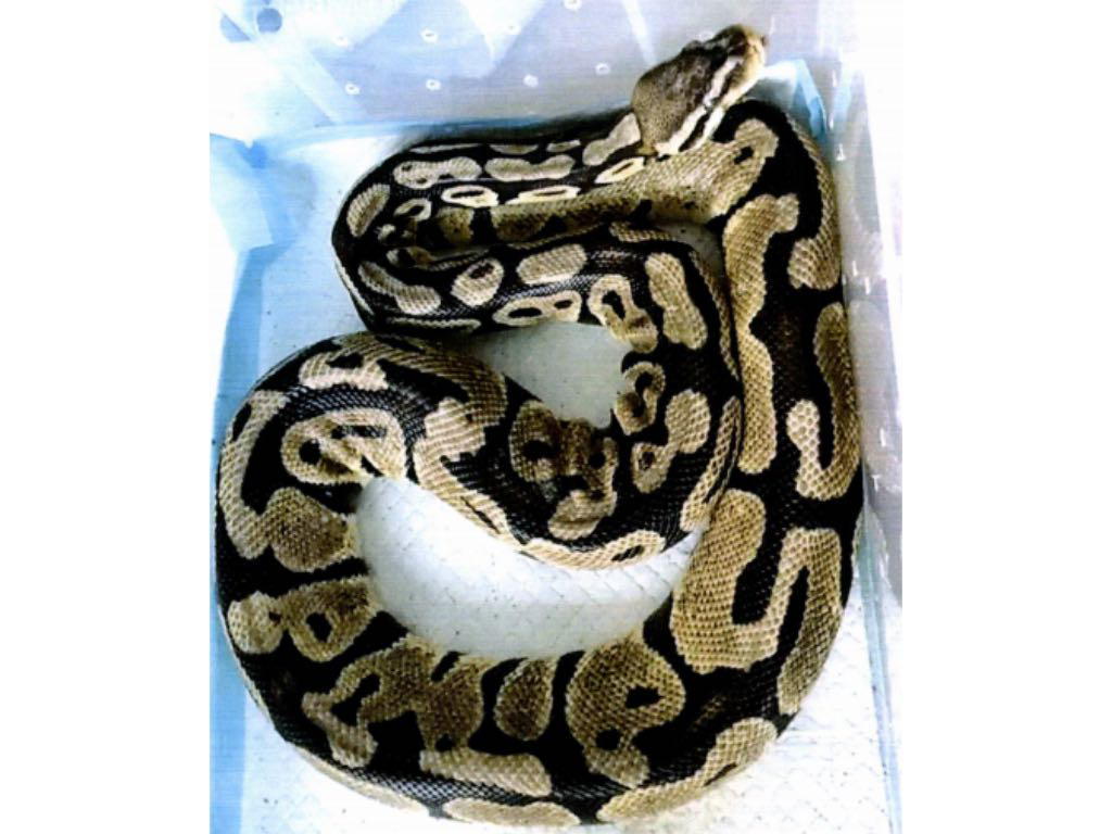 浙江一小区3米长大蟒蛇从天而降!主人把它从120克养到近70斤,涉嫌犯罪