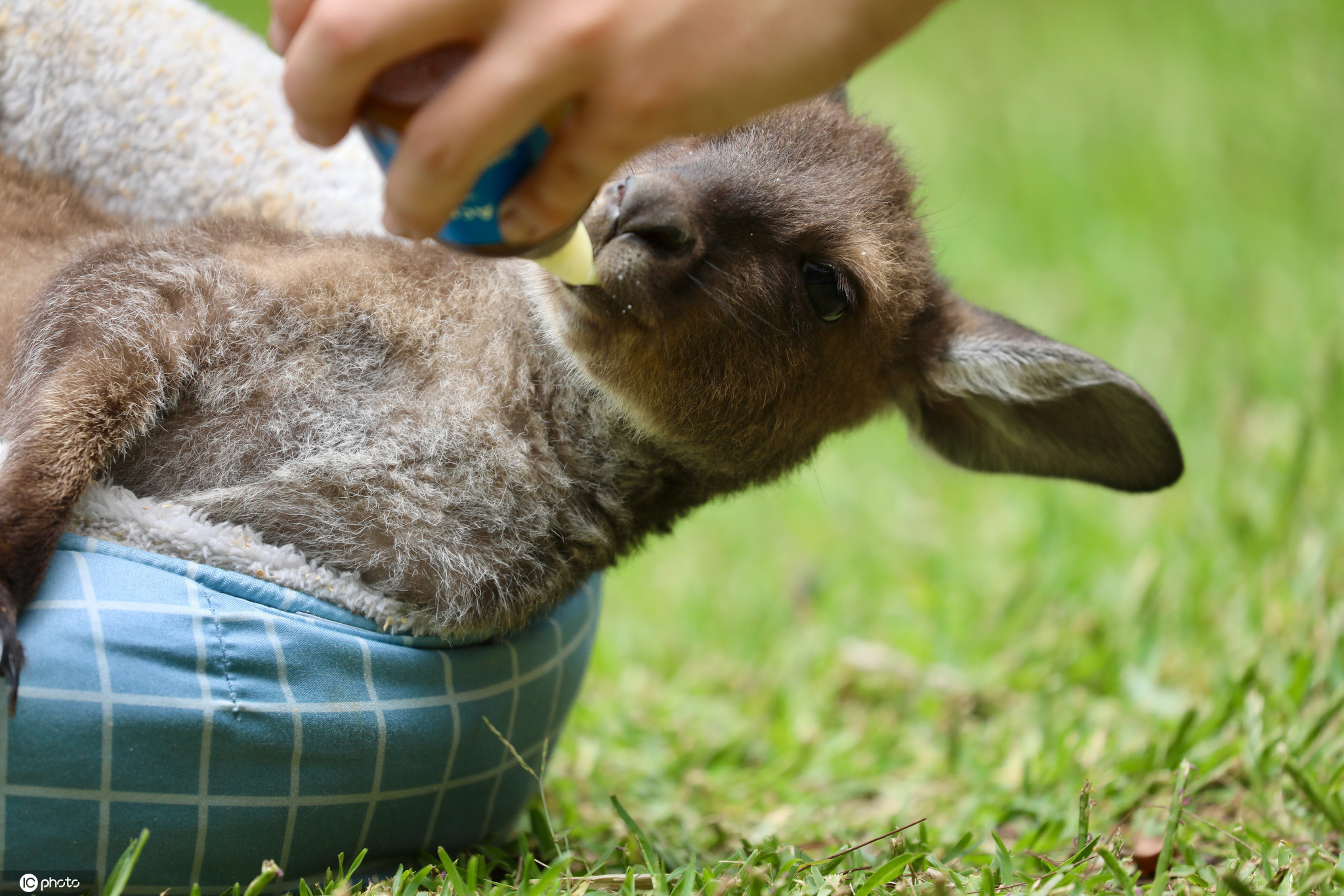 澳大利亚袋鼠宝宝爱吮吸脚指头 被迫穿上袜子