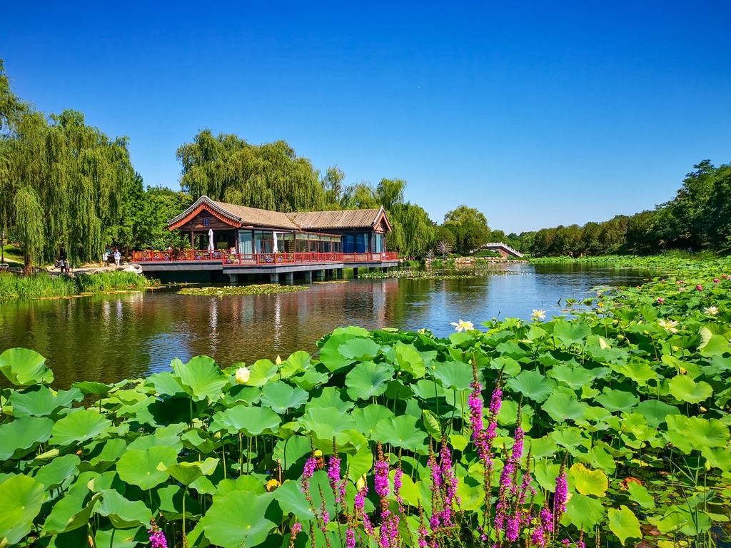 北京首届荷花文化节开幕 夏日圆明园荷花绽放