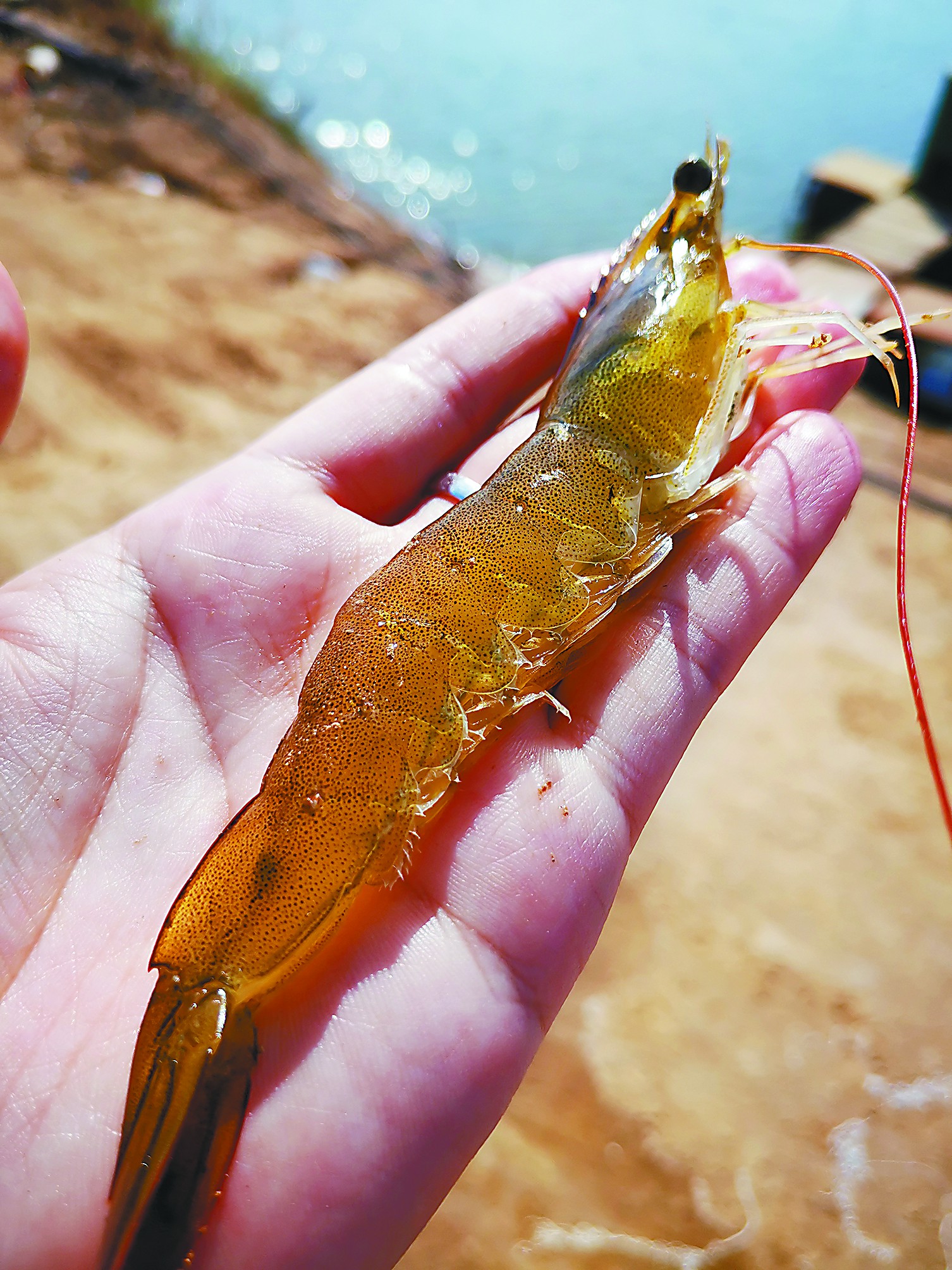 市场上的养殖海虾危害 市场上的海虾是养殖的吗