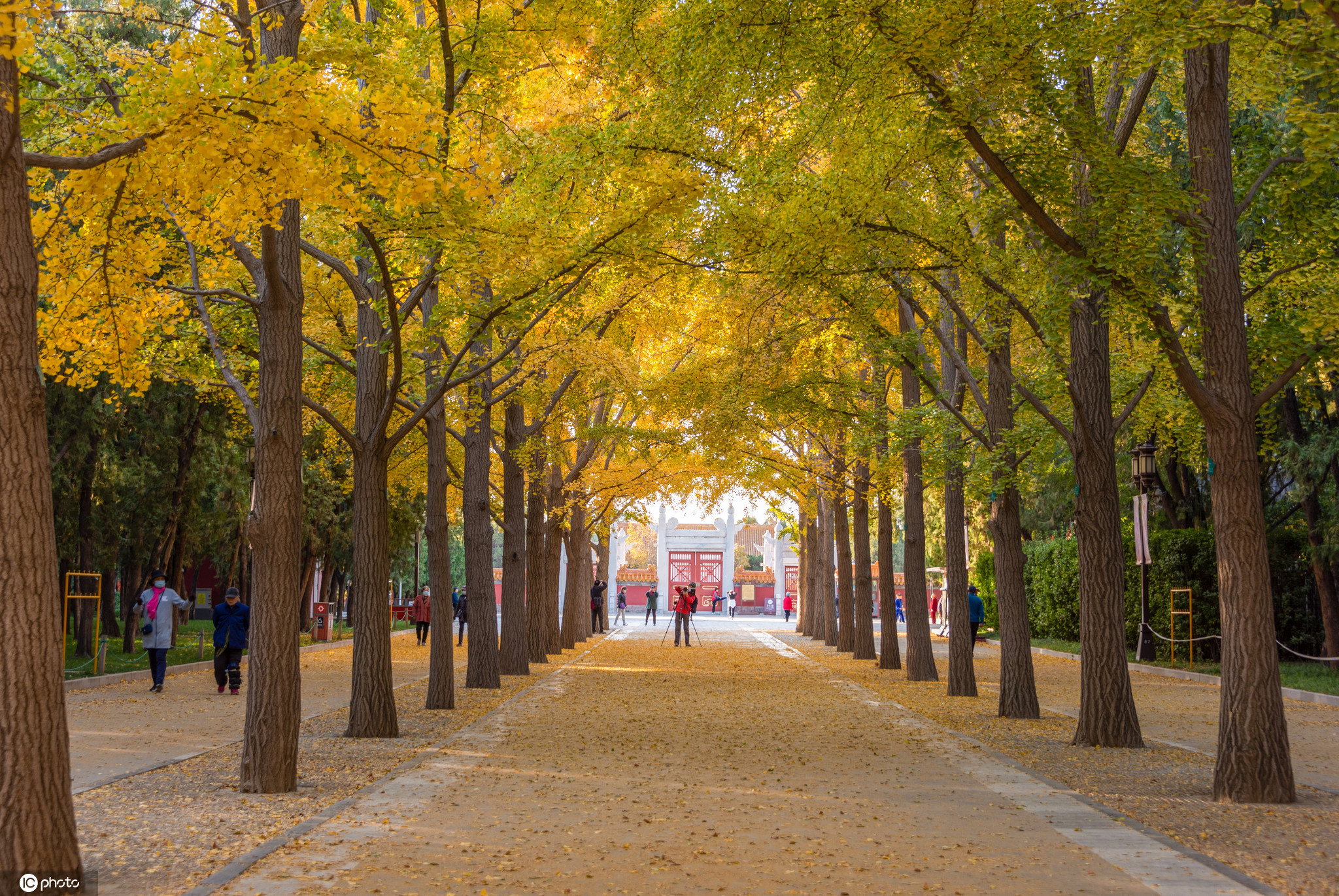 北京9大银杏观赏地，留住这个最美的秋天