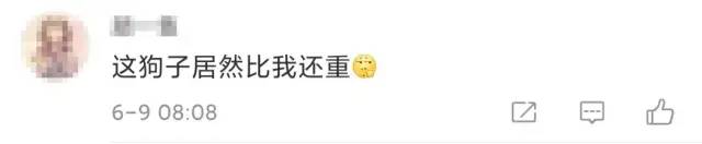 推荐狗子太胖被卡在公园长椅上，众人花10多分钟才救出，主人：很“丢狗”