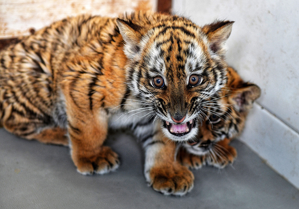 河南洛阳:王城公园动物园华南虎再添丁