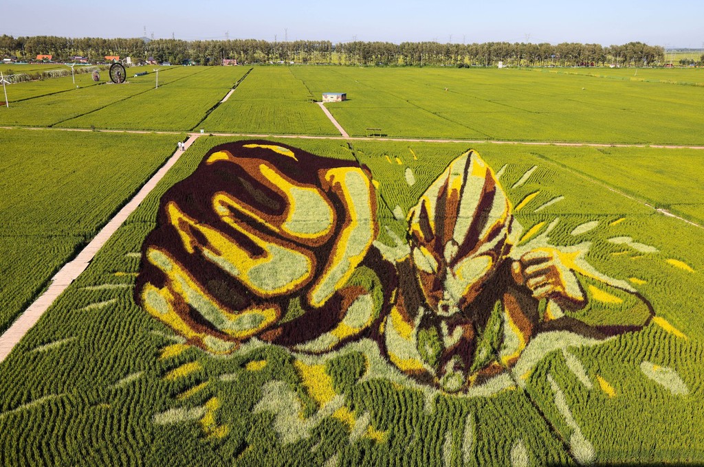 大地作画板,水秧为笔 辽宁沈阳巨幅稻田画进入最佳观赏期