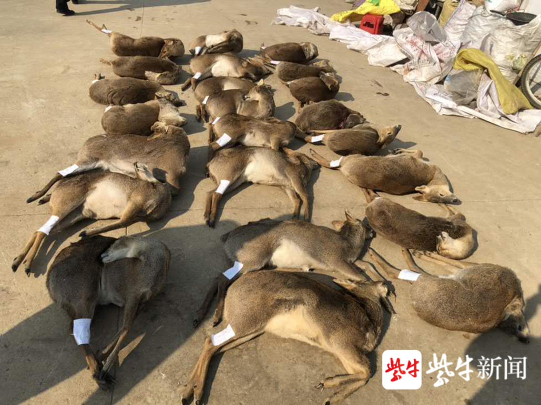 南京老山上獐子本不足百只两男子猎杀了23只分别获刑11年半7年