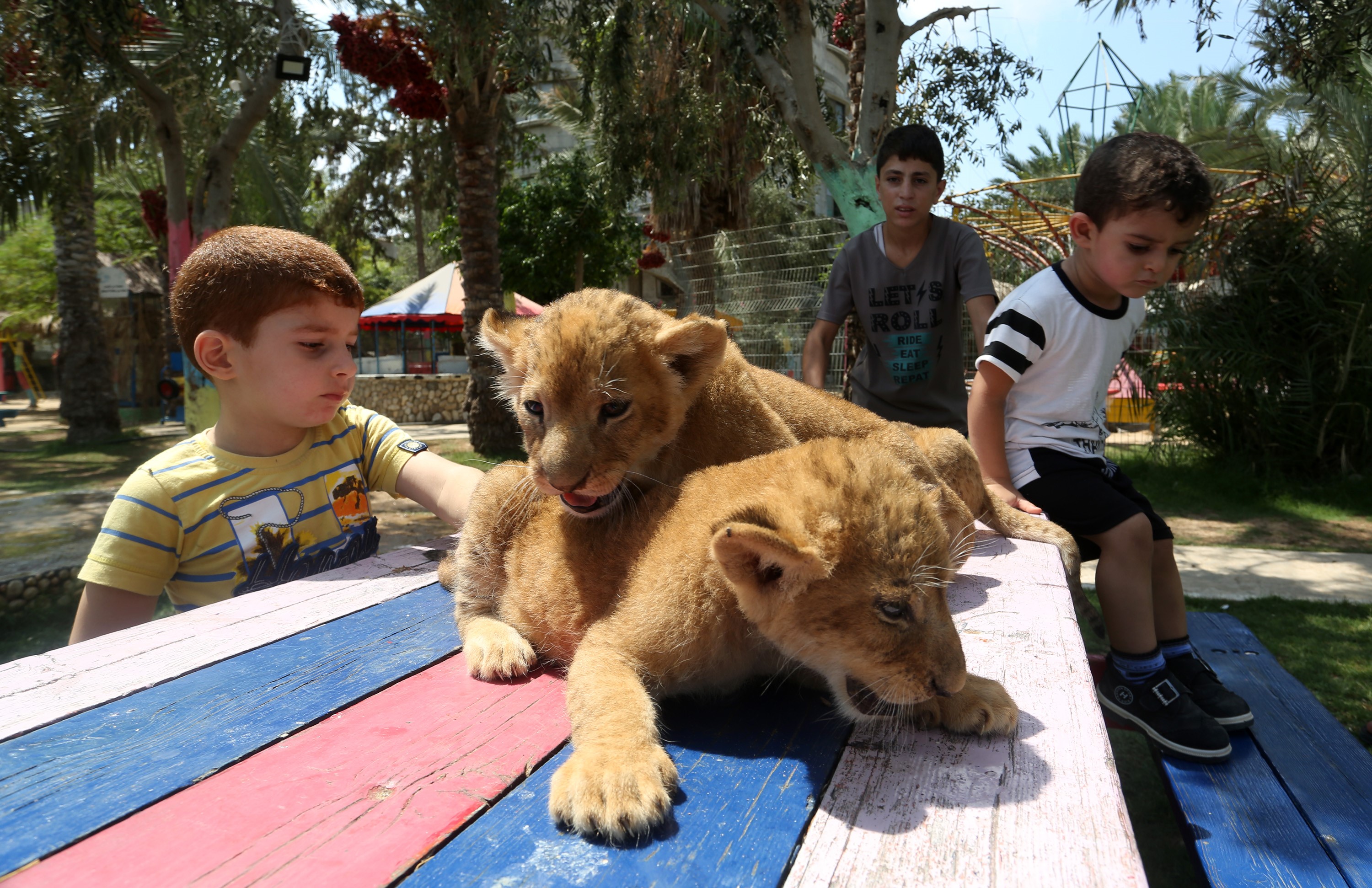 這些獅子寶寶一天某些時候和母獅在一起,其餘時間由動物管理員照顧